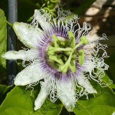 Passion Flower