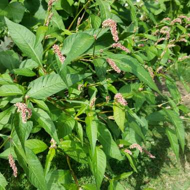 Persicaria 'Maculosa'