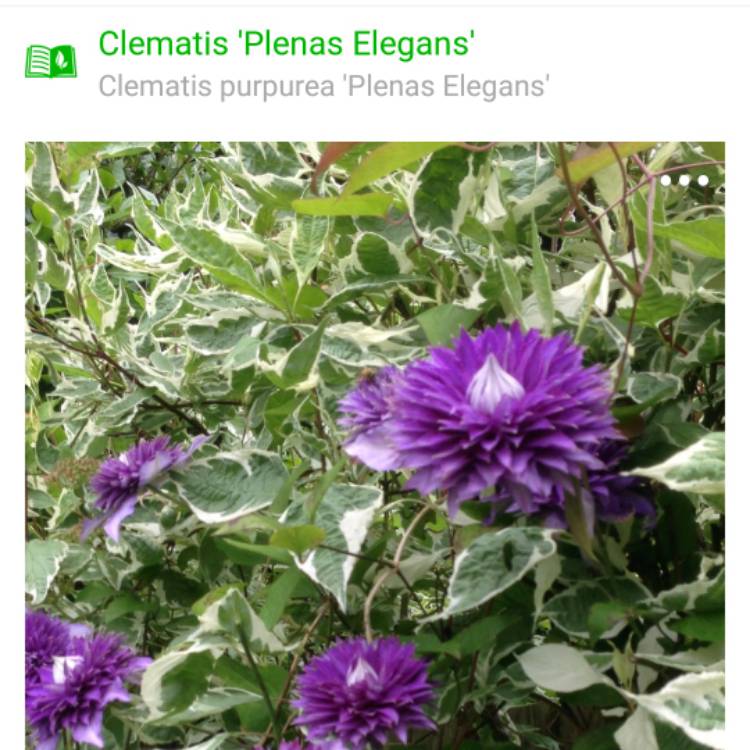 Plant image Clematis purpurea 'Plenas Elegans'