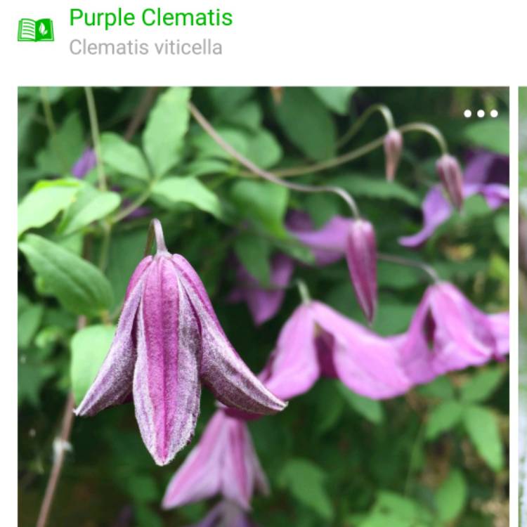 Plant image Clematis viticella