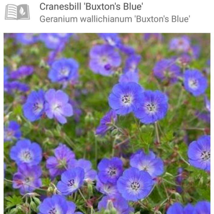 Plant image Geranium wallichianum 'Buxton's Variety' syn. Geranium wallichianum 'Buxton's Blue'