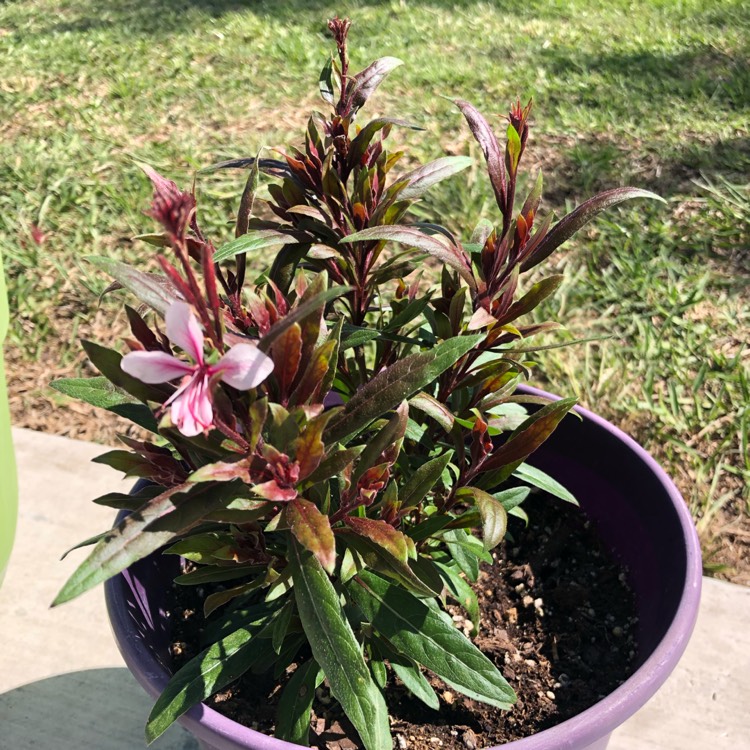 Plant image Oenothera lindheimeri 'Pink Dwarf' syn. Gaura lindheimeri 'Pink Dwarf'