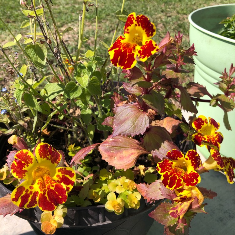 Plant image Mimulus x hybridus 'Magic Blotch' (Mix)