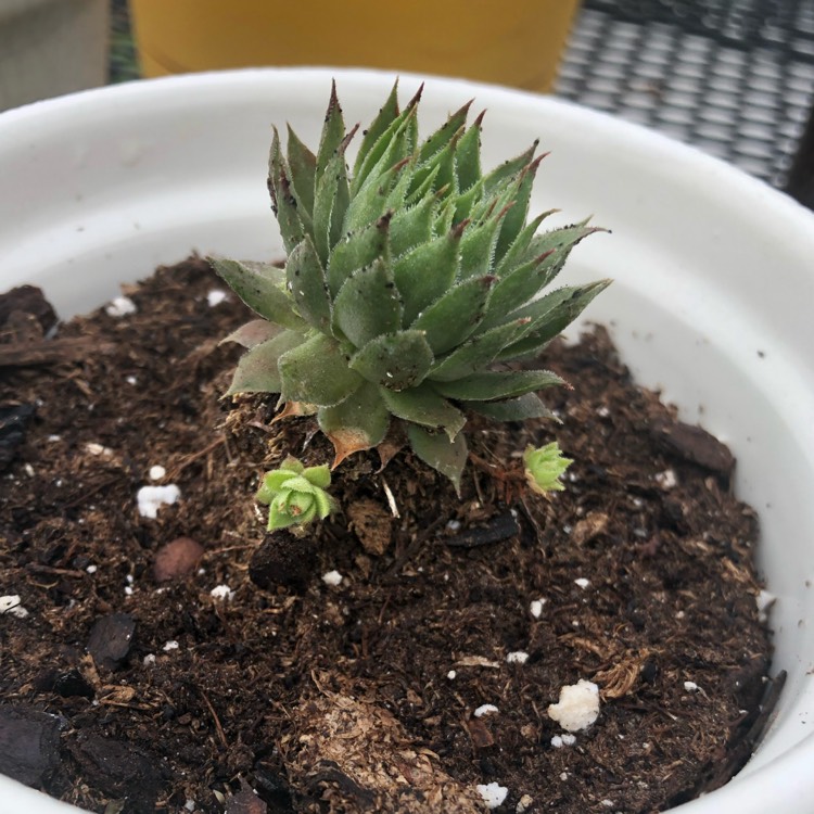 Plant image 
Haworthia altilinea var. mucronata