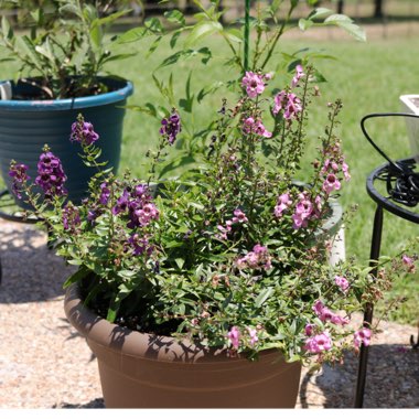 Angelonia angustifolia 'Archangel Dark Purple'