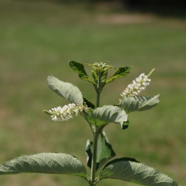 Aloysia Virgata