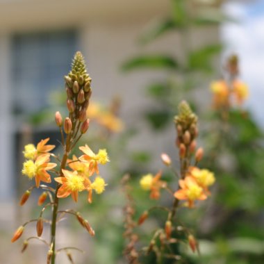 Bulbine frutescens