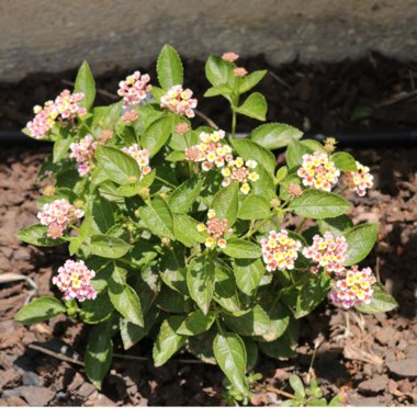 Big Sage 'Bandana Pink'