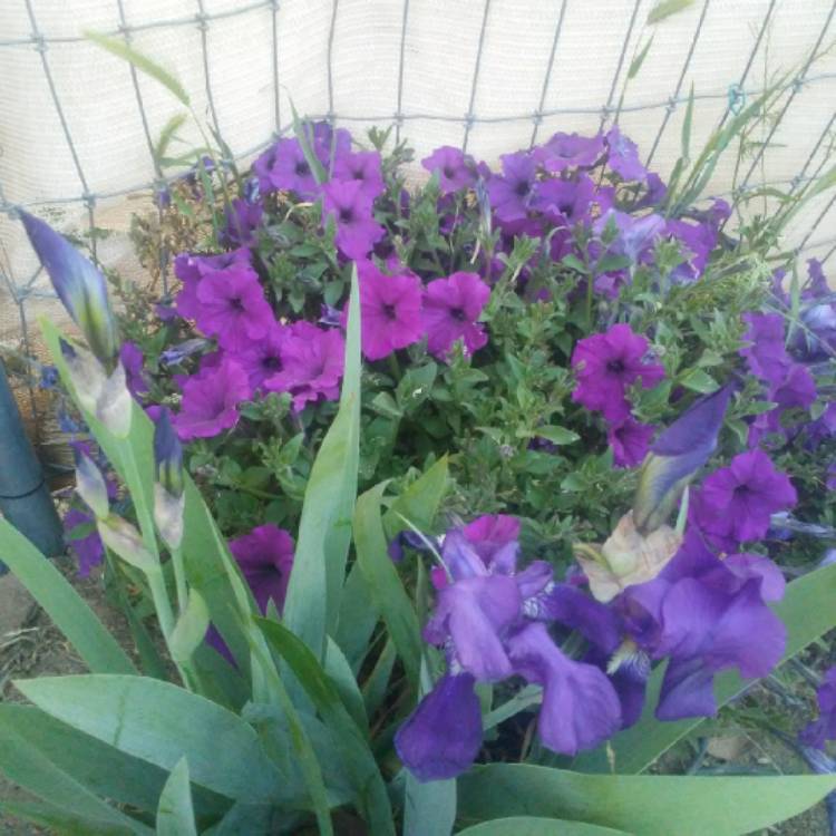 Plant image Petunia x hybrida 'F1 Ultra 'Blue'