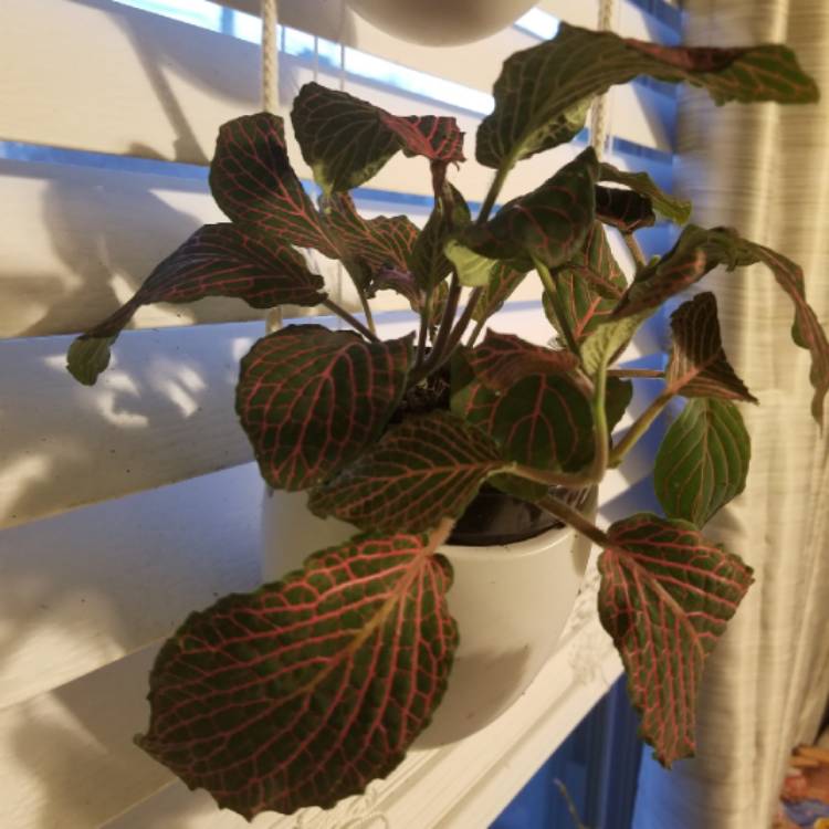 Plant image Fittonia argyroneura 'Red Anne'