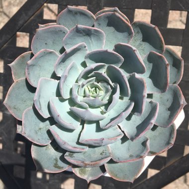 Echeveria 'Peacockii'