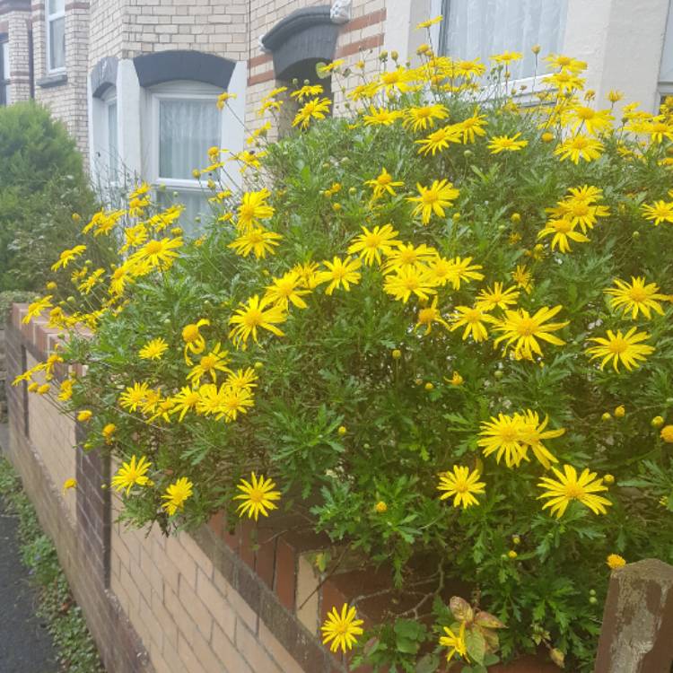 Plant image Euryops chrysanthemoides