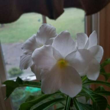 Plumeria pudica 'Golden Arrow'