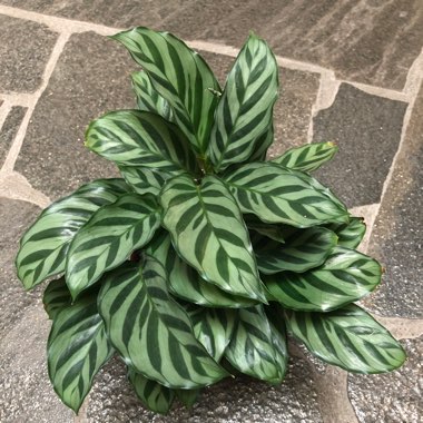 Ctenanthe Burle-Marxii