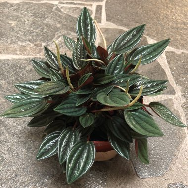 Peperomia