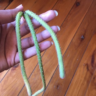 Rat's tail Cactus