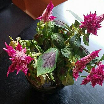 Plant image Celosia argentea 'Venezuela'