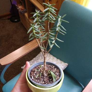 miniature pine tree