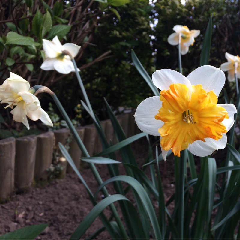 Daffodil 'Mallee' (Split Corona)