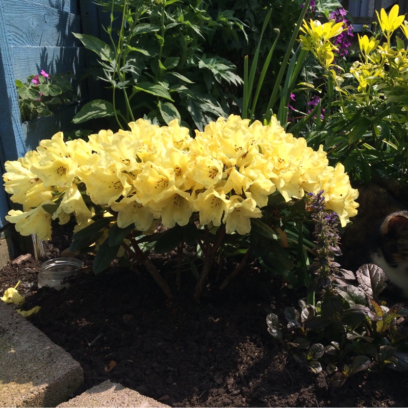 Rhododendron 'Saffrano'