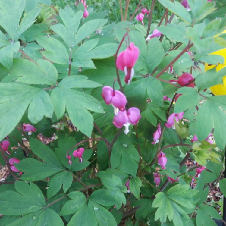 Plant image Dicentra formosa 'Luxuriant'