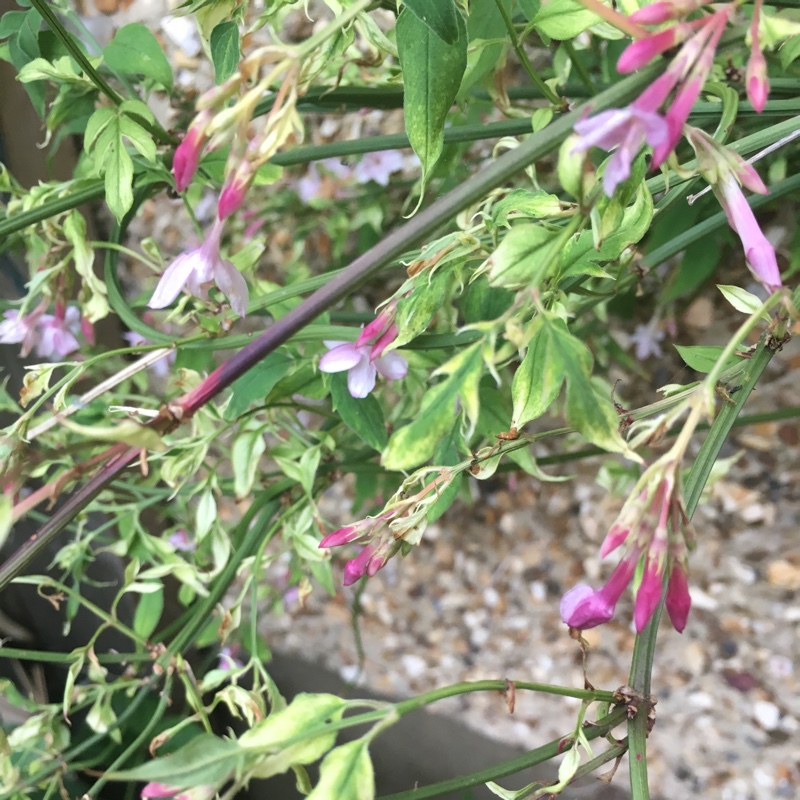 Plant image Jasminum x stephanense