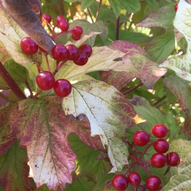 Guelder Rose