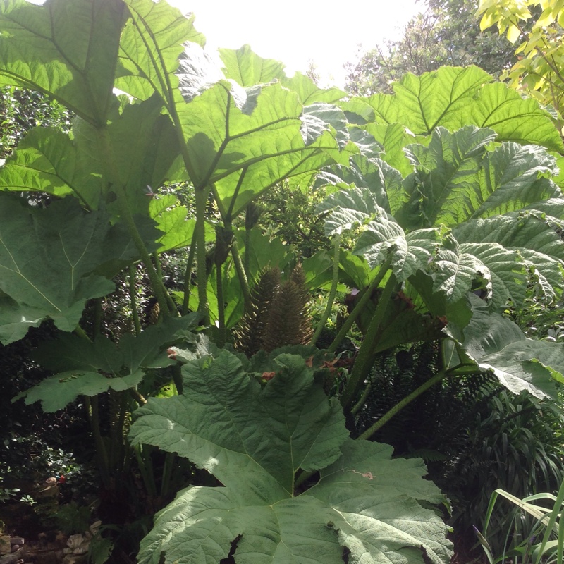 Giant Rhubarb