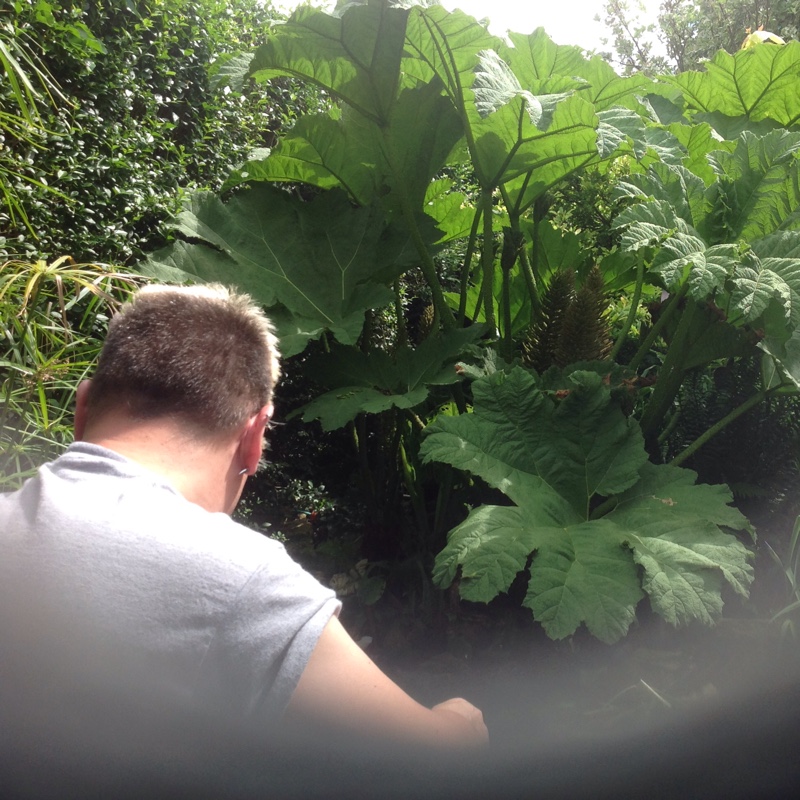 Giant Rhubarb