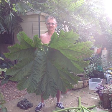 Giant Rhubarb