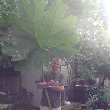 Giant Rhubarb