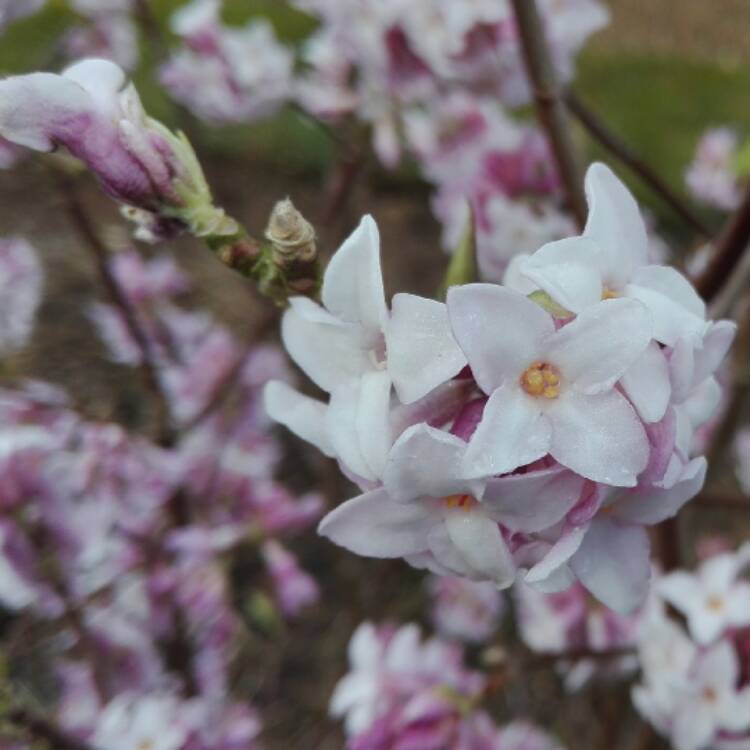 Plant image Daphne