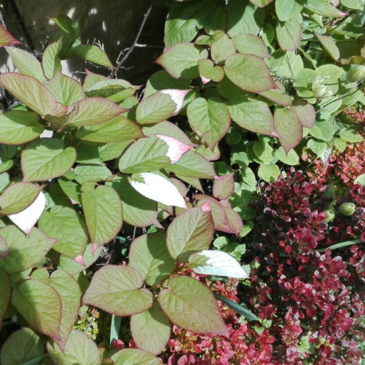 Plant image Actinidia tetramera var. maloides syn. Actinidia pilosula