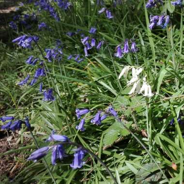 English Bluebell