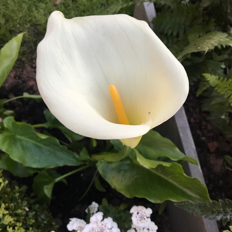 Plant image Zantedeschia 'Hot Chocolate'