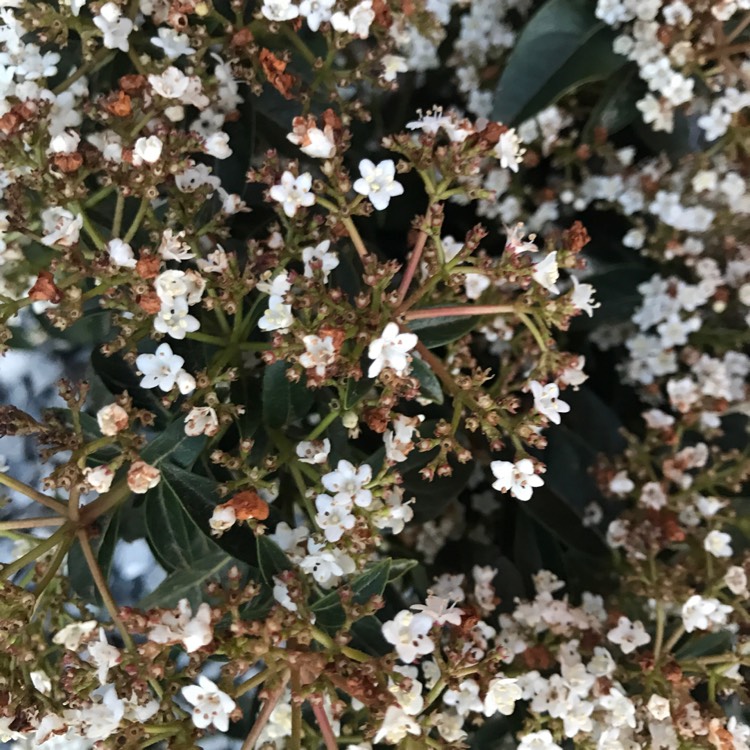 Plant image Viburnum tinus 'Anvi' syn. Viburnum tinus 'Spirit'