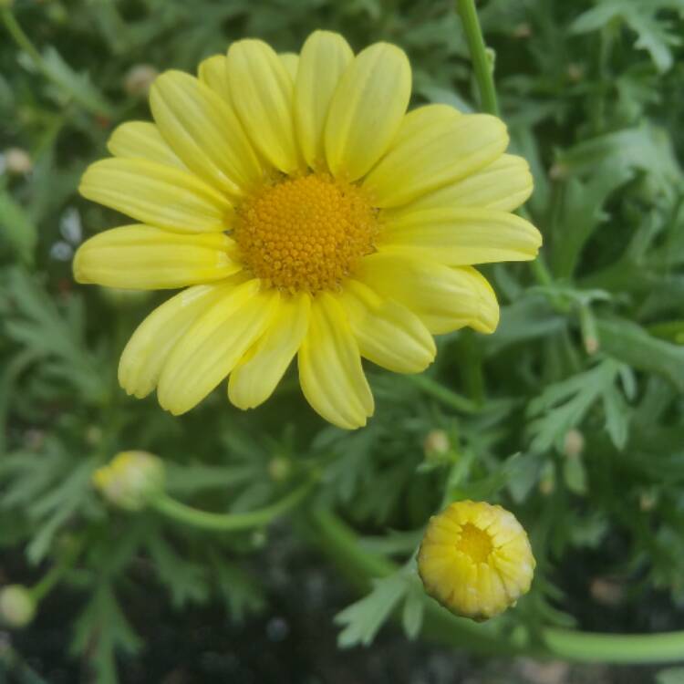 Plant image Argyranthemum frutescens 'Argyelsin'