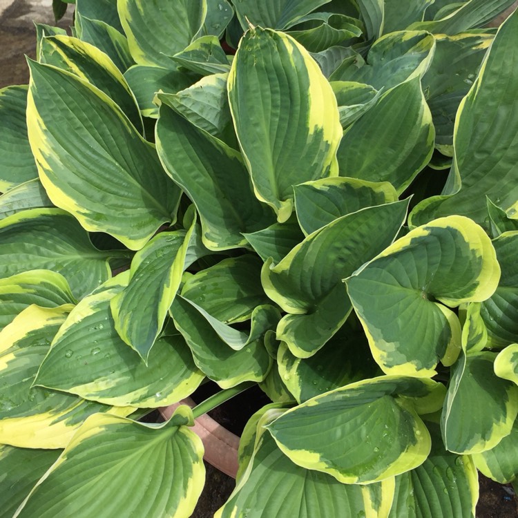 Plant image Hosta 'Blue Ivory'