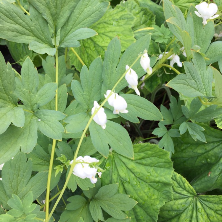 Plant image Dicentra formosa 'Aurora'