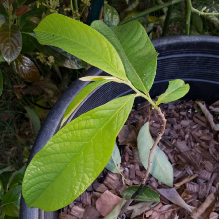 Plant image Asimina triloba