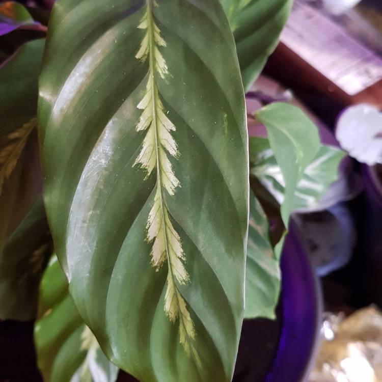 Plant image Calathea 'Maui Queen'