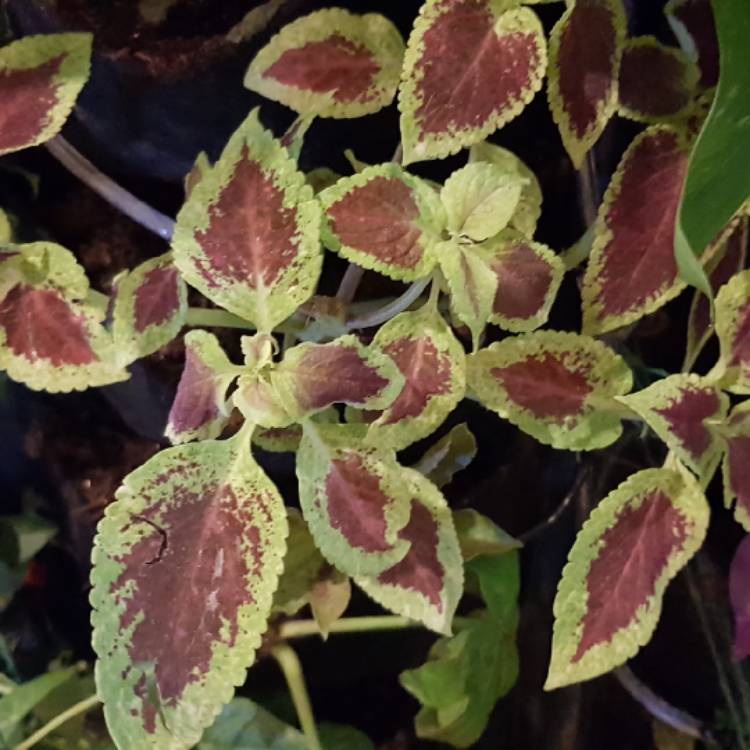 Plant image Plectranthus scutellarioides 'Crimson Gold'