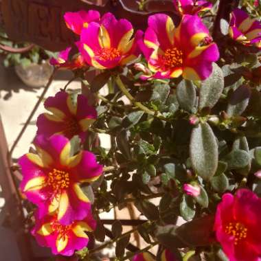 Portulaca 'Colorblast Watermelon Punch'