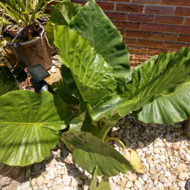 Elephant Ear (Colocasia)