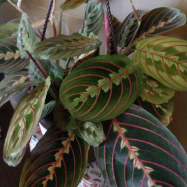 Prayer Plant 'Fascinator Tricolour'