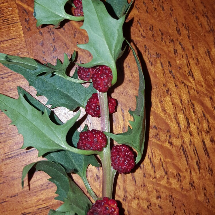 Plant image Chenopodium Capitatum Syn. Blitum capitatum