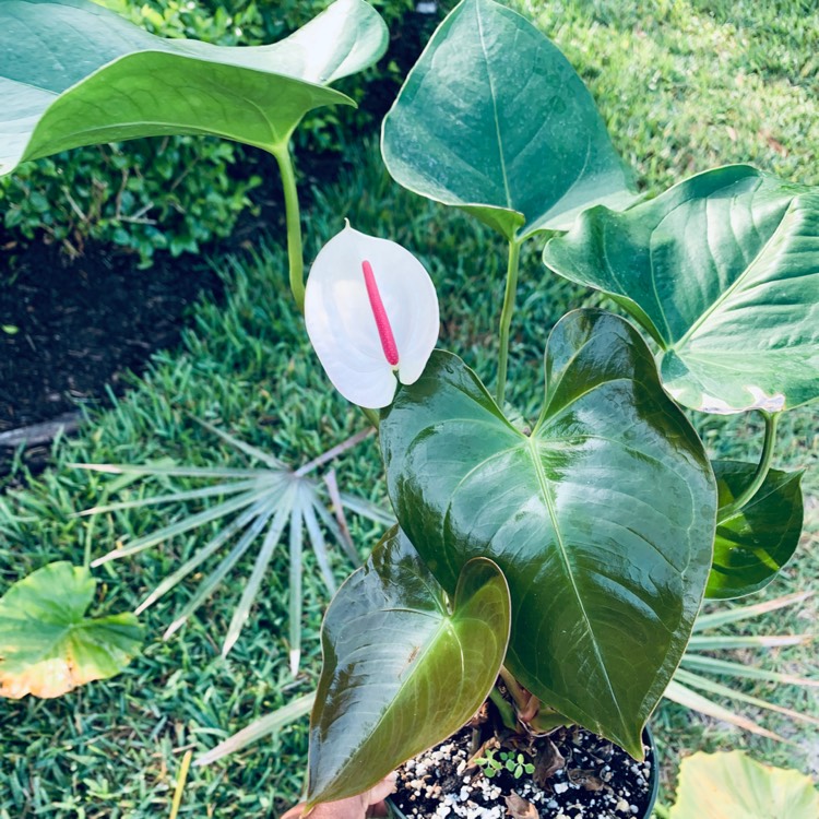 Plant image Anthurium (Andraenum Group) 'Anthcapbuk' syn. Anthurium 'Sierra White'