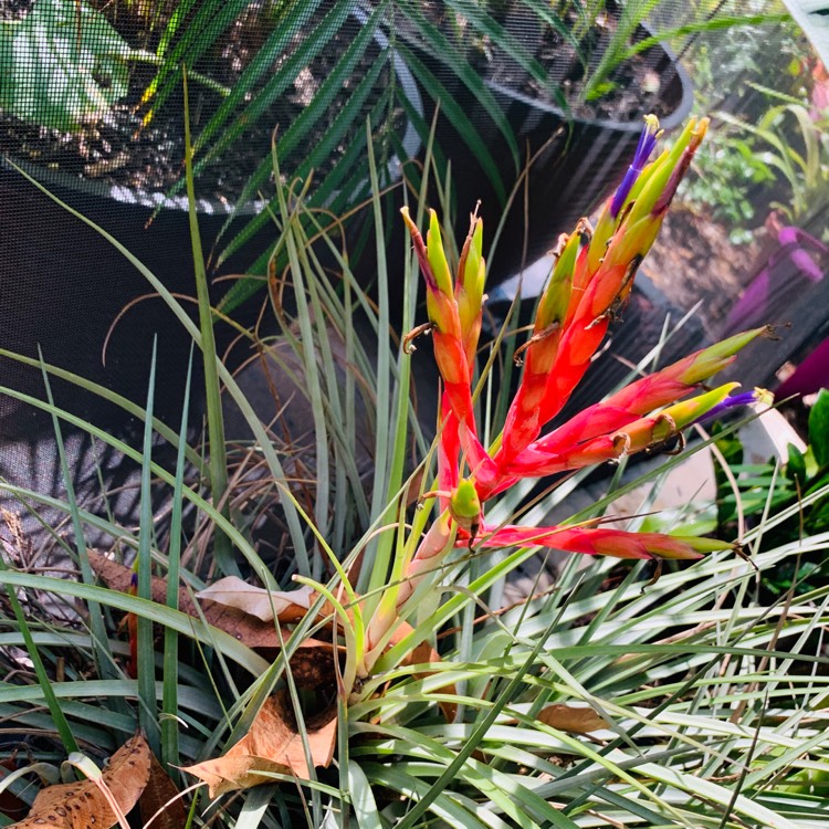 Plant image Tillandsia gardneri