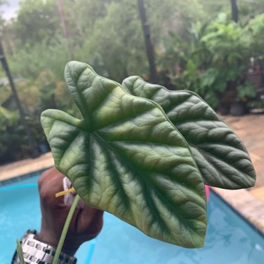 Alocasia baginda 'Dragon Scale'