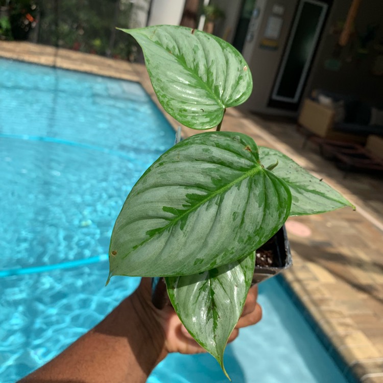 Plant image Philodendron Sodiroi